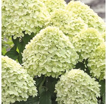 Hortensia paniculé FloraSelf Hydrangea paniculata 'Little Lime' h 50-60 cm Co 6 L