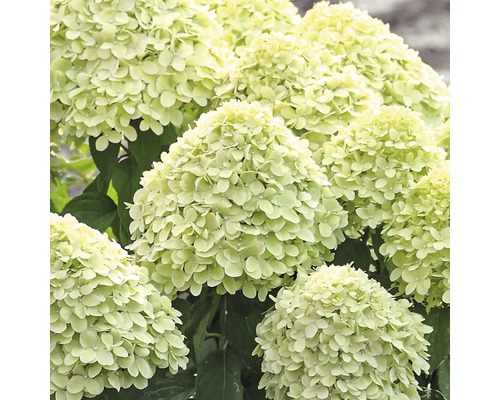 Rispenhortensie FloraSelf Hydrangea paniculata 'Little Lime' H 50-60 cm Co 6 L Rispenhortensie mit Blütenständen