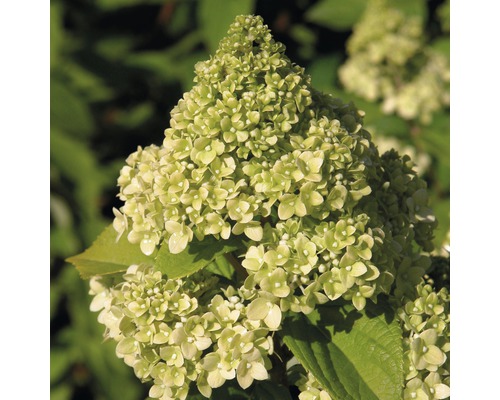 Hortensia paniculé FloraSelf Hydrangea paniculata 'Kilimanjaro' h 50-60 cm Co 6 l Gros plan d''une fleur d''hortensia