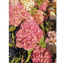 Rispenhortensie FloraSelf Hydrangea paniculata 'Pinky Winky' H 40-60 cm Co 6 L