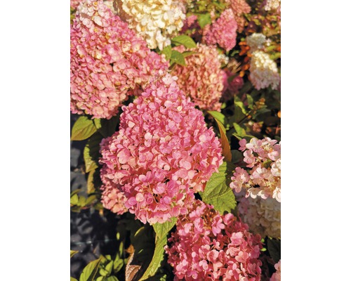 Hortensia paniculé FloraSelf Hydrangea paniculata 'Pinky Winky' H 40-60 cm Co 6 l Gros plan sur des fleurs d''hortensia roses et blanches dans le jardin.
