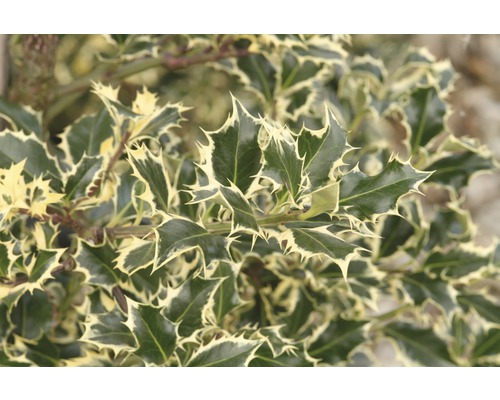 Stechpalme FloraSelf Ilex aquifolium 'Argentea Marginata' H 40-60 cm Co 6 L Stechpalme mit Blättern