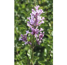 Zwerg-Duftflieder FloraSelf Syringa meyeri 'Palibin' H 60-80 cm Co 6 L