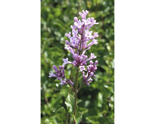 Lilas de Chine nain parfumé FloraSelf Syringa meyeri 'Palibin' H 60-80 cm Co 6 L Inflorescence d''un plant de lilas