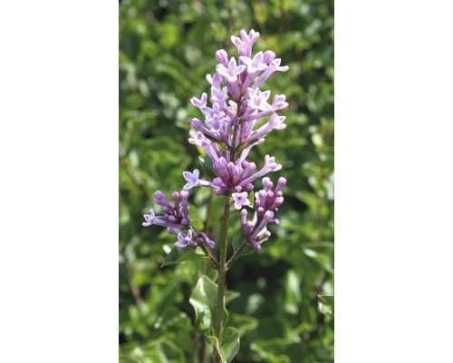 Zwerg-Duftflieder FloraSelf Syringa meyeri 'Palibin' H 60-80 cm Co 6 L