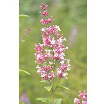 Inflorescence avec fleurs roses et blanches