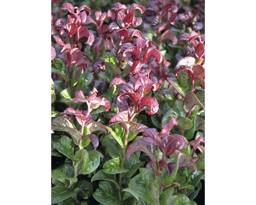 Leucothoé boule FloraSelf Leucothoe axillaris 'Curly Red' H 30-40 cm Co 6 L L''image montre un couvre-sol avec des feuilles rouges et vertes.