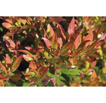 Leucothoé boule FloraSelf Leucothoe fontanesiana "Little Flames"® h 30-40 cm Co 6 l