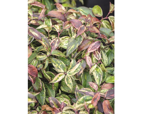 Traubenmyrthe Kugel FloraSelf Leucothoe fontanesiana 'Makijaz' H 30-40 cm Co 6 L Immergrüner Zwergstrauch mit panaschiertem Laub