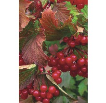 Gros plan sur une viorne obier avec des feuilles et des fruits rouges