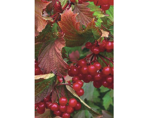 Schneeball FloraSelf Viburnum trilobum 'Bailey Compact'® H 40-50 cm Co 6 L