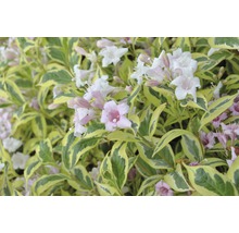 Weigelia en fleurs avec des feuilles panachées