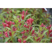 Gros plan d''un plant de Weigelia avec des boutons floraux et des feuilles