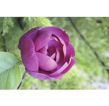 Nahaufnahme einer purpurroten Magnolienblüte