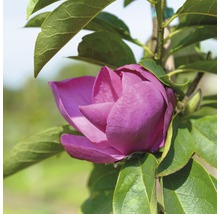 Nahaufnahme einer purpurroten Magnolienblüte mit grünen Blättern