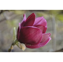 Gros plan sur une fleur de magnolia