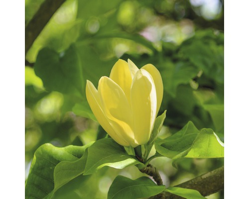 Magnolia FloraSelf Magnolia 'Yellow Bird' h 100-125 cm Co 10 l
