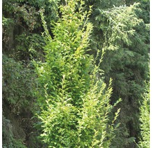 Säulenförmige Hainbuche im Garten