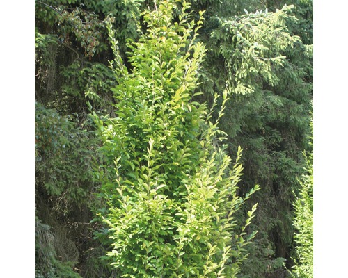 Charme en colonne FloraSelf Carpinus betulus 'Fastigiata' H 60-80 cm Co 6 L