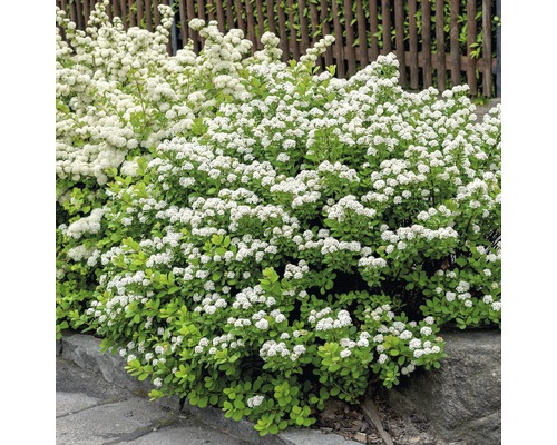 Birkenblättriger Spierstrauch FloraSelf Spiraea betulifolia 'Tor' H 25-30 cm Co 4,5 L