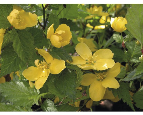 Ranunkelstrauch FloraSelf Kerria japonica 'Golden Guinea' H 80-100 cm Co 10 L Kerrie-Strauch mit gelben Blüten und grünen Blättern