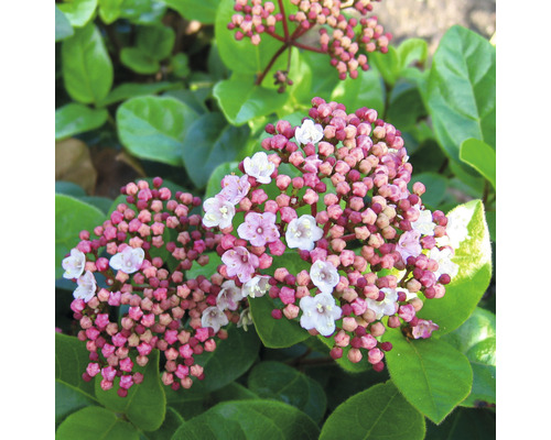 Blühende Viburnum tinus mit Knospen und Blüten