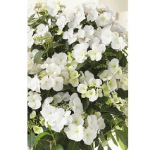 Gros plan sur un hortensia blanc à inflorescences plates avec fleurs et feuilles.