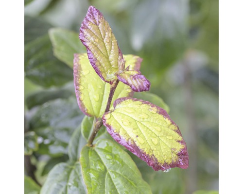 Eisenholzbaum FloraSelf Parrotia persica 'Persian Spire' H 60-80 cm Co 6 L Nahaufnahme von Cornus Kousa Blättern mit Wassertropfen