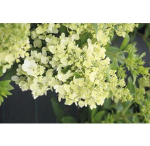 Rispenhortensie FloraSelf Hydrangea paniculata 'Magical Matterhorn' H 50-60 cm Co 6 L
