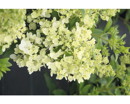 Hortensia paniculé FloraSelf Hydrangea paniculata 'Magical Matterhorn' h 50-60 cm Co 6 l