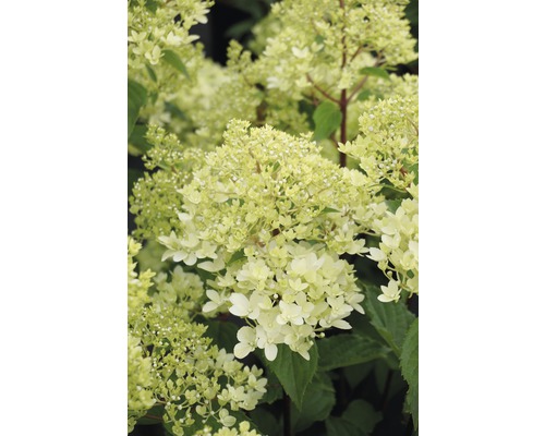 Hortensia paniculé FloraSelf Hydrangea paniculata 'Magical Andes' h 50-60 cm Co 6 l