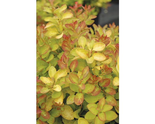 Épine-vinette FloraSelf Berberis thunbergii 'Limoncello' H 30-40 cm Co 4,5 L