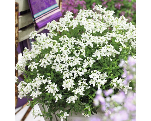 Mer de fleurs avec des Némésies blanches en pot