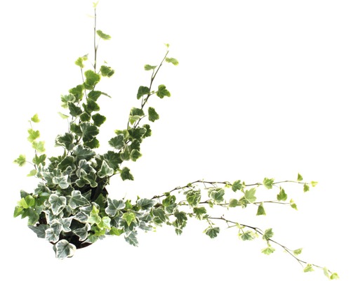 Plante de lierre en pot