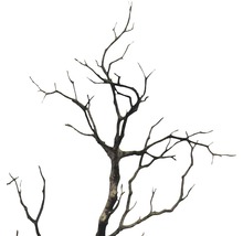 Dekorativer, kahler Baumzweig für Innenräume