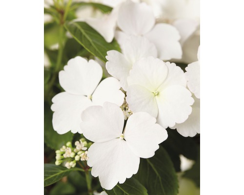 Hortensia guirlande FloraSelf Hydrangea Runaway Bride ® 'Snow White' h 40-50 cm Co 3,5 L