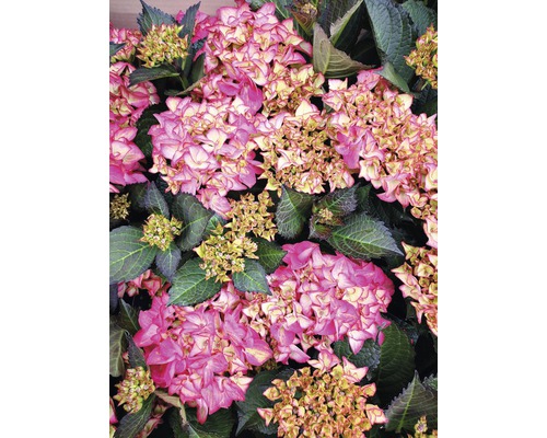 Bauernhortensie FloraSelf Hydrangea macrophylla 'Red Angel' H 30-40 cm Co 6,5 L Nahaufnahme von rosa Hortensienblüten mit grünen Blättern