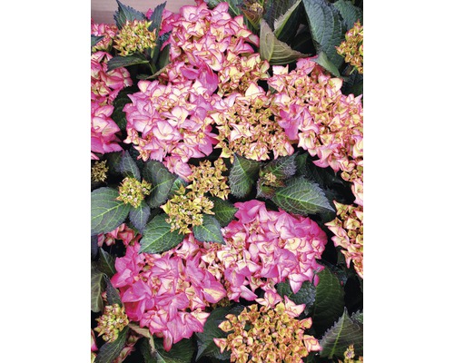 Hortensia FloraSelf Hydrangea macrophylla 'Red Angel' h 30-40 cm Co 6,5 l