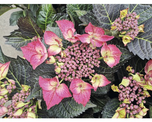 Hortensia FloraSelf Hydrangea macrophylla 'Dark Angel Red' h 30-40 cm Co 6,5 l