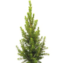 Jeune épicéa en pot