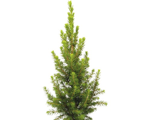 Jeune épicéa en pot