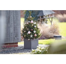 Dekorierter Nadelbaum im Pflanzgefäß für den Aussenbereich