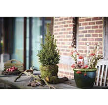 Dekoratives Arrangement mit Tanne, Beeren und Holz auf einem Tisch