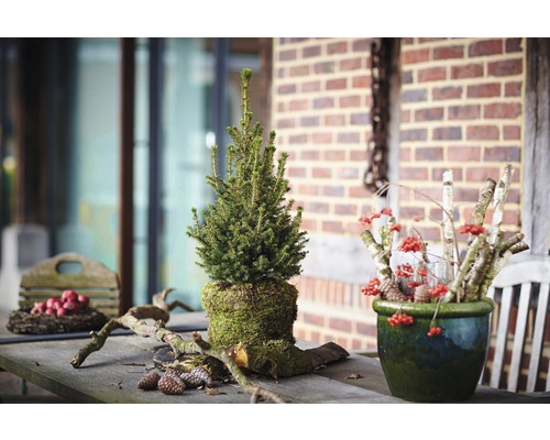 Dekoratives Arrangement mit Tanne, Beeren und Holz auf einem Tisch