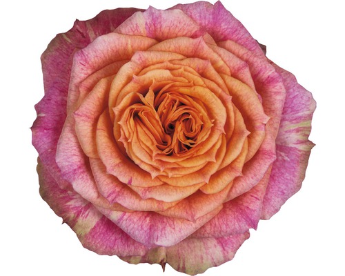 Nahaufnahme einer mehrfarbigen Rosenblüte