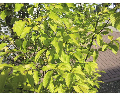 Charme avec feuilles