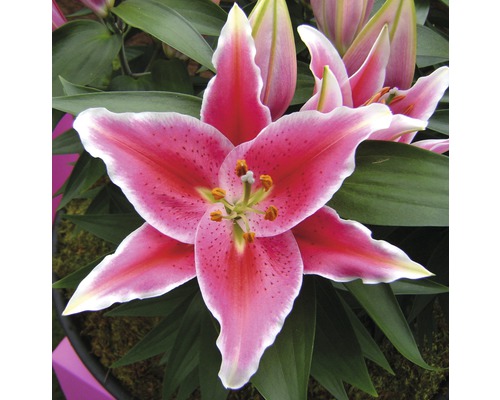 Nahaufnahme einer Lilienblüte mit rosa Blütenblättern