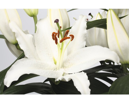 Nahaufnahme einer weißen Lilienblüte mit grünen Blättern