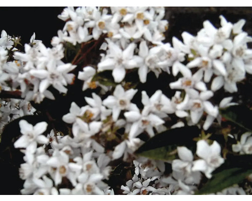 Detailaufnahme von Deutzia-Blüten