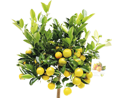 Mandarinier avec fruits et feuilles vertes